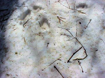 �c�L�m���O�}�̑���