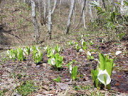 ���m�Ԃ̉�