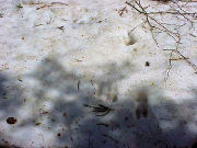 �j�z���J���V�J�̑���