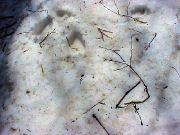 �c�L�m���O�}�̑���