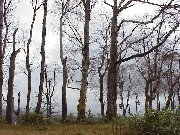 �����o�悤�X�̒�����i�H�c�����p�̋��j