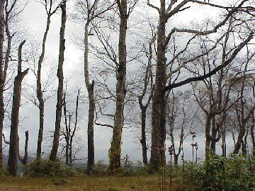 �����o�悤�X�̒�����i�H�c�����p�̋��j