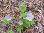 H15.05.14�V���l�A�I�C