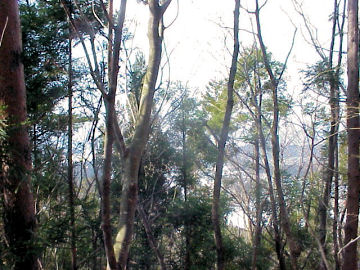 �����R����̒��� H18.3.25