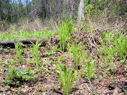 �N�T�\�e�c�i�R�S�~�j