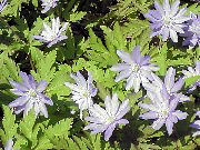 �v���o�̃J���R�o�i�R�i�L�N�U�L�C�`�Q�j