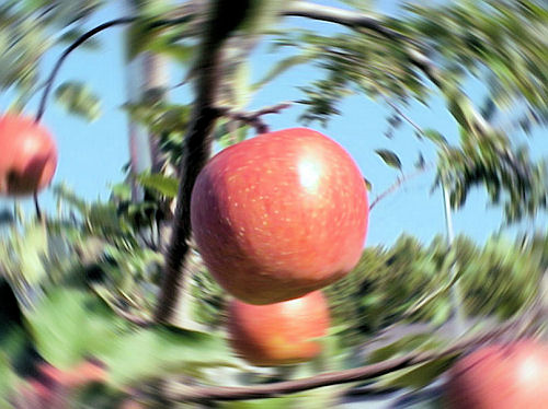 ���p�����S�i�H�c���j