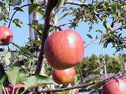 ���p�����S