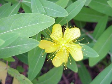 �Î��L�i�����j