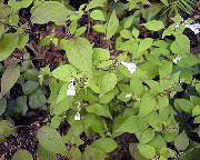 �^�J�l�}�}�R�i