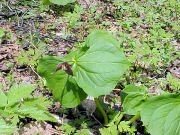 �G�����C�\�E