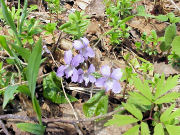 �X�~���T�C�V��