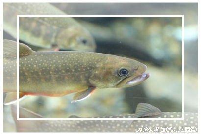 �ʐ^�񋟁F���F�}�Ӂu�C���i�v