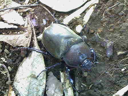 �J�u�g���V