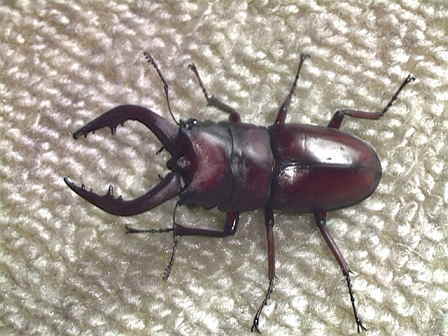 �m�R�M���N���K�^