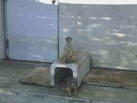 �~�[�A�L���b�g