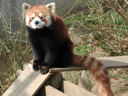 ���b�T�[�p���_