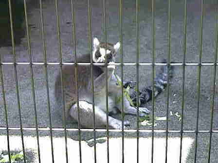 ���I�L�c�l�U��