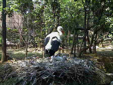 �V���o�V�R�E