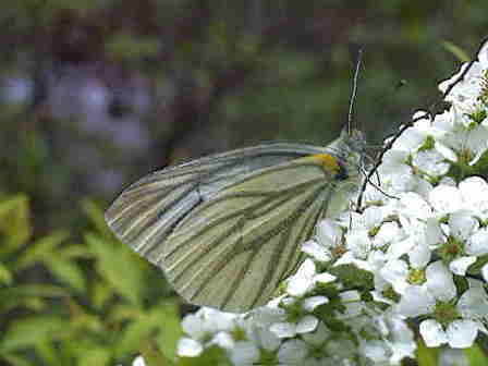 �X�W�O���V���`���E