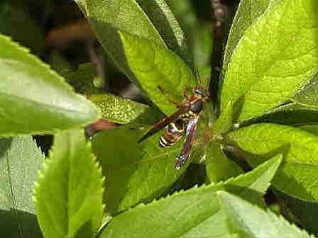 �t�^�����A�V�i�K�o�`