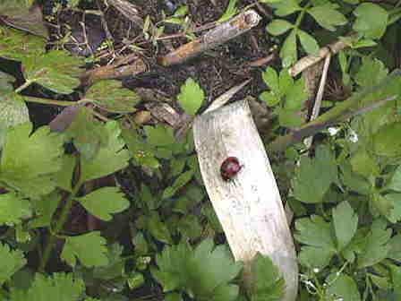 �i�i�z�V�e���g�E