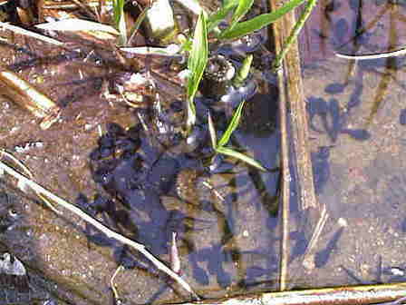 �����܂��Ⴍ��