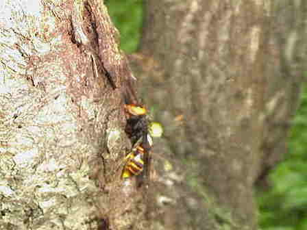 �X�Y���o�`