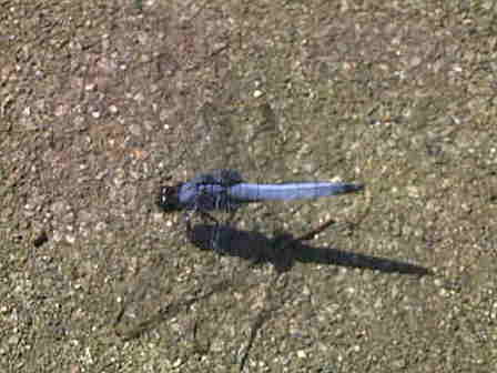 �V�I�J���g���{