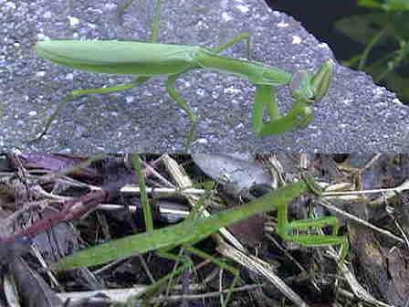 �J�}�L���P