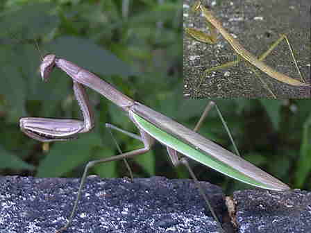 �J�}�L���Q