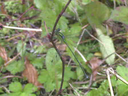 �A�I�����C�g�g���{