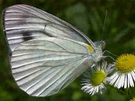 �����V���`���E