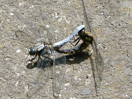 �V�I�J���g���{�Q