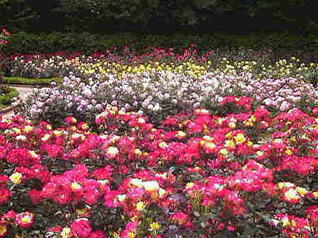 �o�����P