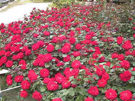 �o�����Q