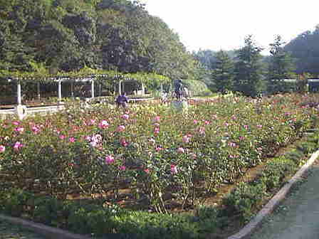 �o�����R