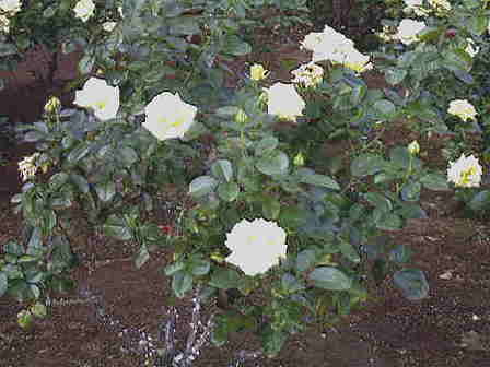 �����o��