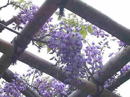 ���t�A�����S