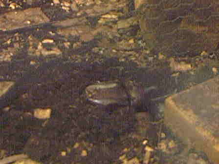 �J�u�g���V