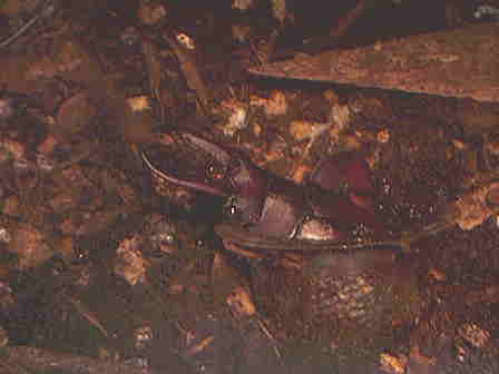 �m�R�M���N���K�^