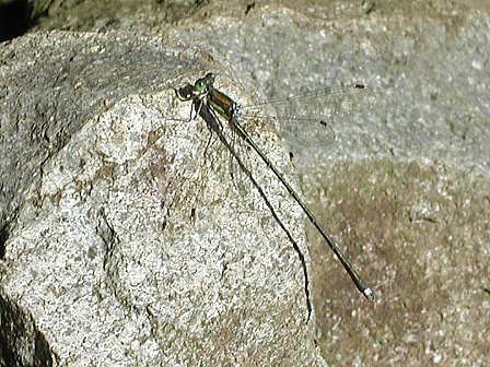 �N���C�g�g���{