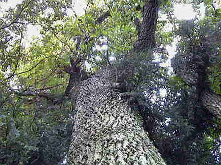 ���ς��̐X