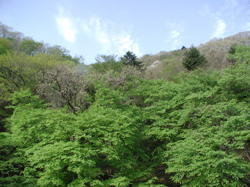 �z�e���̑����猩���V�΁A����ς�������I�I�@2004/5/1�B�e