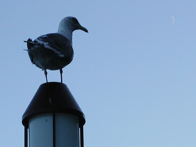 �l���������J�����ƌ�