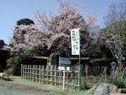 �����Y�킾�����Ȃ�