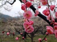 �~�̉ԁE�L���C�ȃs���N�F