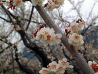 �����~�̉�