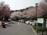 ���ԏ��i���ɍ炭���B��Ԃ̌������߂��������낤���A�܂���������y���߂�