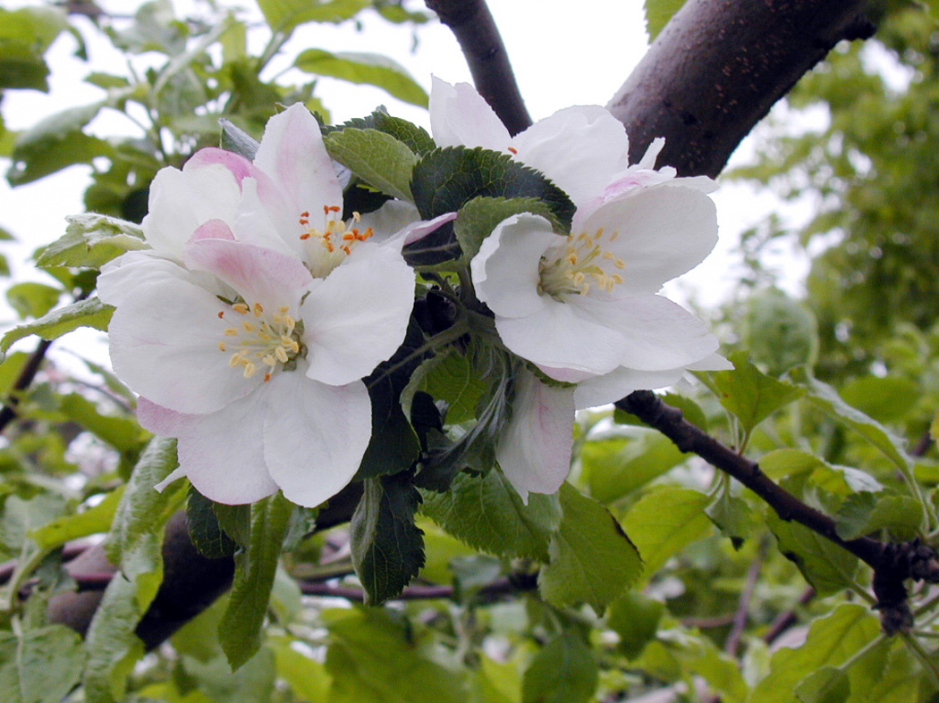 �t�����[�I�u�P���g�̉�